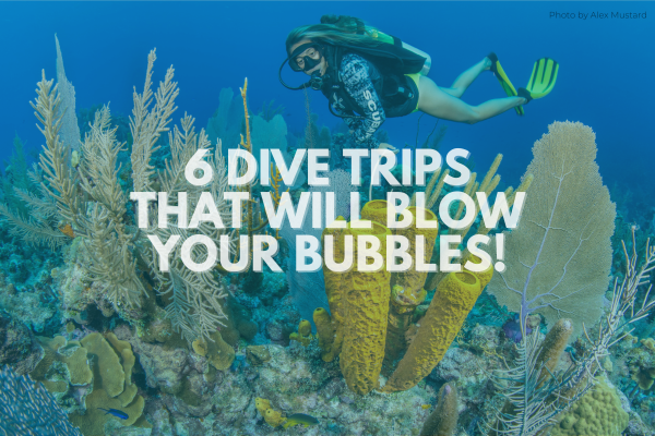 6 Dive Trips that Will Blow Your Bubbles!