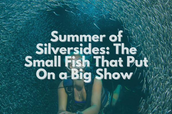 Summer of Silversides: The Small Fish That Put On a Big Show