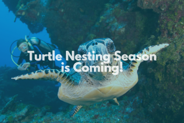Turtle Nesting season in the Cayman Islands is here!