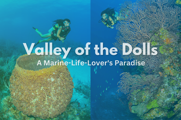 Valley of the Dolls: A Marine-Life-Lover's Paradise